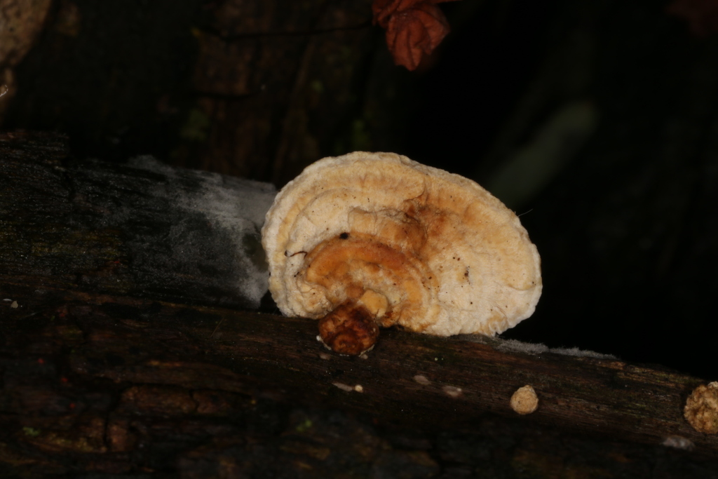 Truncospora floridana