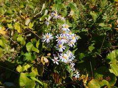 Symphyotrichum undulatum
