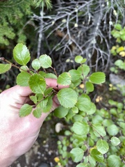 Betula glandulosa