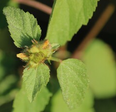 Malvastrum americanum