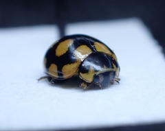 Coccinula quatuordecimpustulata