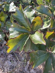 Quercus marilandica