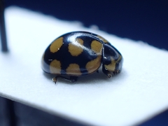 Coccinula quatuordecimpustulata