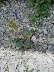 Ruellia occidentalis