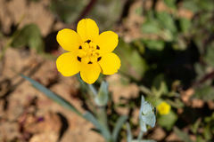 Sisyrinchium graminifolium