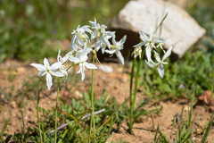 Leucocoryne ixioides
