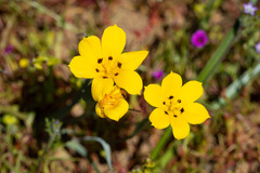 Sisyrinchium graminifolium