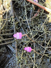 Utricularia purpurea