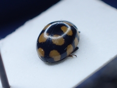 Coccinula quatuordecimpustulata