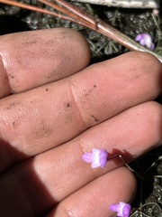 Utricularia purpurea