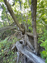 Nahuatlea arborescens