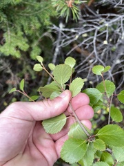 Betula glandulosa
