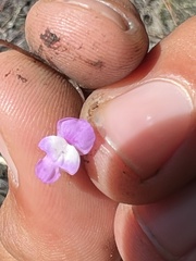 Utricularia purpurea