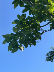 Nahuatlea arborescens