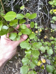 Betula glandulosa