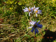Eurybia spectabilis