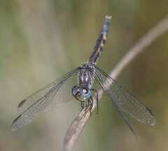 Erythrodiplax minuscula