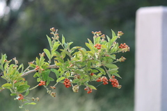 Citharexylum berlandieri