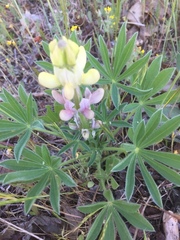 Lupinus gredensis