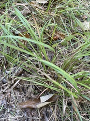 Chasmanthium sessiliflorum