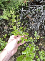 Betula glandulosa