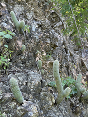 Mammillaria phitauiana