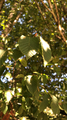 Ulmus