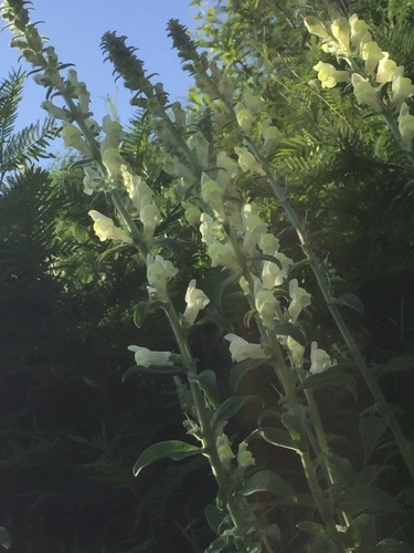 Antirrhinum meonanthum (Antirrhinum meonanthum)
