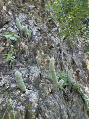 Mammillaria phitauiana