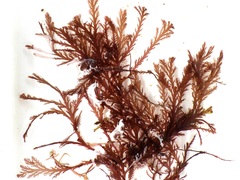 Pterosiphonia complanata