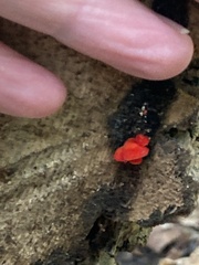 Crepidotus cinnabarinus