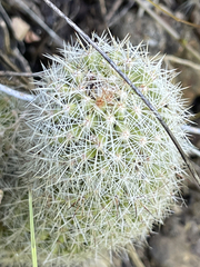 Mammillaria phitauiana