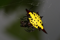 Gasteracantha sauteri