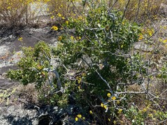 Vaccinium arboreum