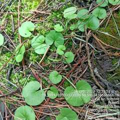 Dichondra