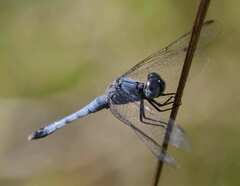 Erythrodiplax minuscula