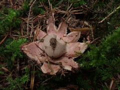 Geastrum rufescens