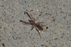 Eremobatidae