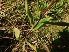 Eurybia spectabilis