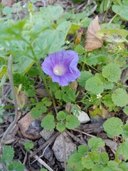 Ipomoea purpurea