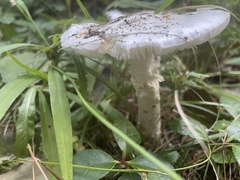 Amanita bisporigera