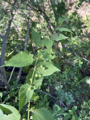 Ayenia jaliscana