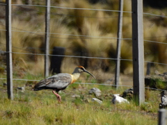 Theristicus melanopis