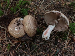 Agaricus langei