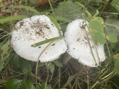 Amanita bisporigera