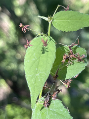 Ayenia jaliscana