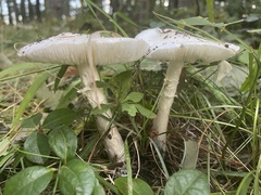 Amanita bisporigera