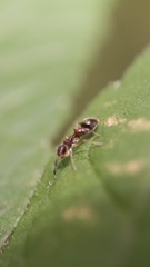 Synemosyna formica