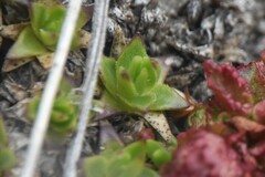 Phaeosphaeria silenes-acaulis
