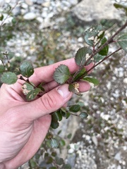 Betula glandulosa